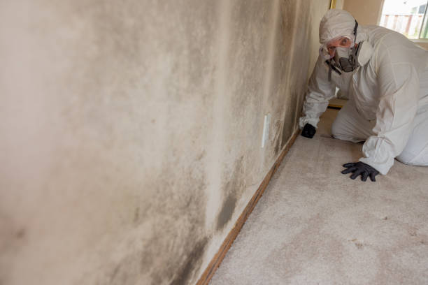 Mold Remediation for Vacation Homes in Falls Creek, PA